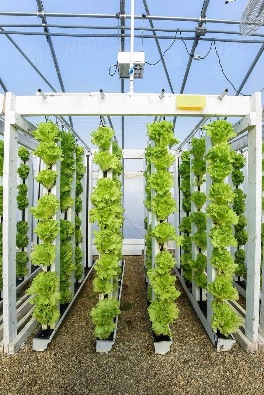 Cultivo vertical hidropônico, com torres de folhas verdes sob luz de estufa